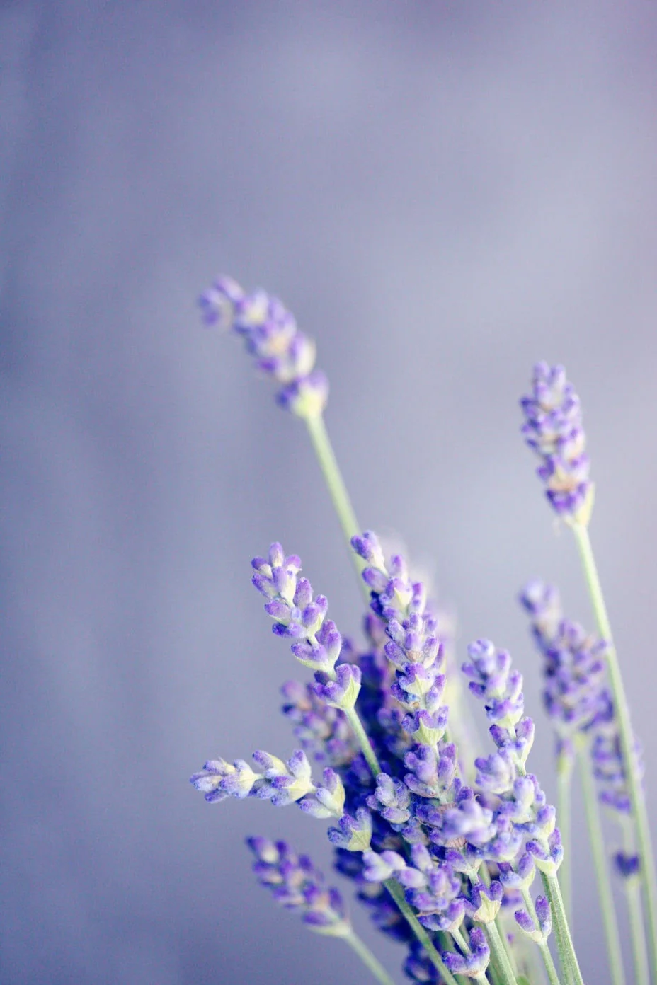 Lavender fragrance ingredients for Pixtron wet wipes